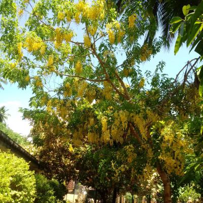 පාසලේ සුන්දර දසුන් 